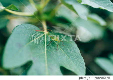 The green grasshopper Barbitistes fischeri sits on a fig tree. The green grasshopper Barbitistes fischeri sits on a fig tree. 70096876
