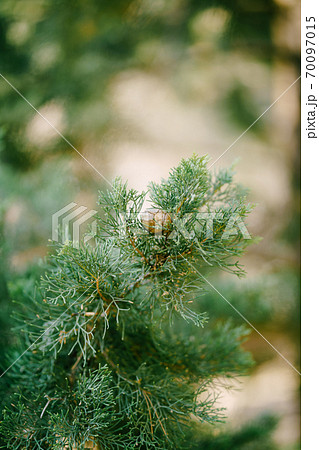 A branch of cypress on a tree with a bump. A branch of cypress on a tree with a bump. 70097015