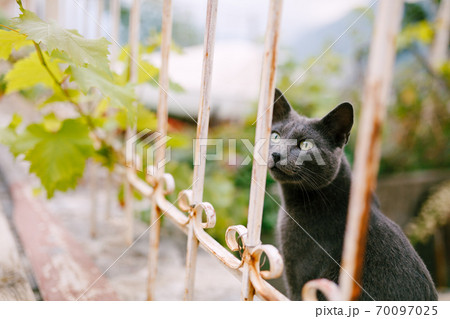 A gray ash cat sits near a metal fence with a grape branch on a blurred background. A gray ash cat sits near a metal fence with a grape branch on a blurred background. 70097025