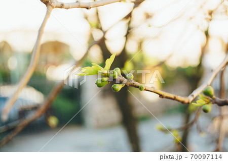 A branch on a fig tree with small fruits and recently dissolved leaves. A branch on a fig tree with small fruits and recently dissolved leaves. 70097114