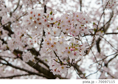 香川県は朝日山公園の満開の桜をアップで 香川県は朝日山公園の満開の桜をアップで 70097115