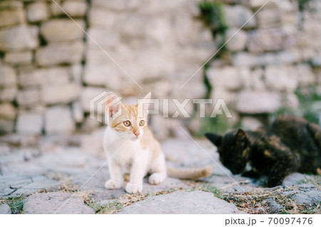 Red and black kittens on the pavement against the background of a stone wall. 70097476