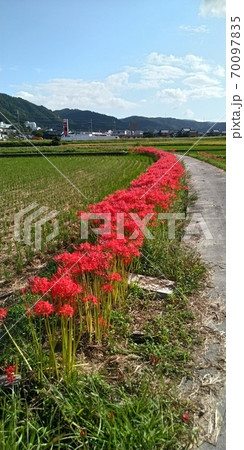 彼岸花 70097835