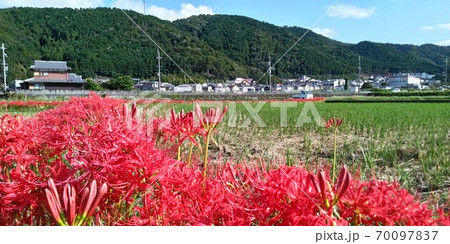 彼岸花 70097837