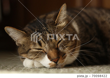 手枕でお昼寝する猫 70098422