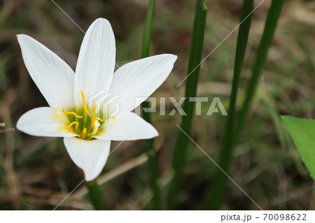 ゼフィランサスの花の写真素材
