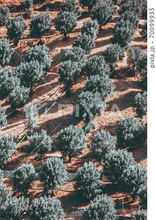 Pattern of olive trees with shadows on a hill of Aspromonte in Calabria Pattern of olive trees with shadows on a hill of Aspromonte in Calabria 70099935