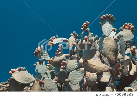 Natural prickly pear cactus aka opuntia ficus indica aka fico di India in Calabria 70099938