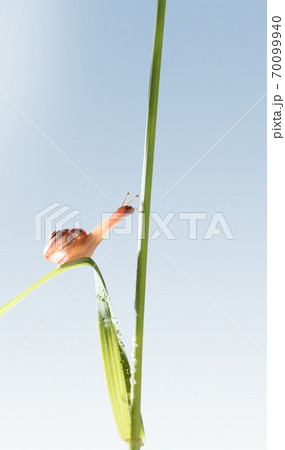 Macro of snail reach to grass 70099940