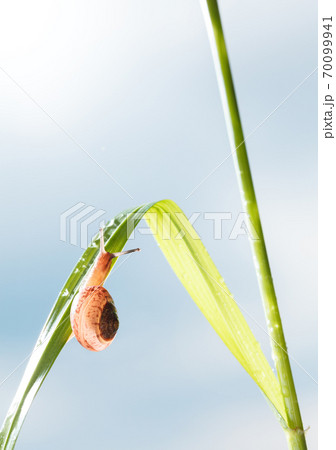 Garden snail on grass after rain 70099941