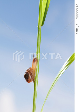 Snail on grass stem 70099942