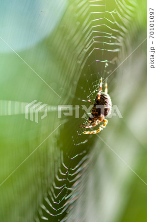 Close-up of a spider web 70101097