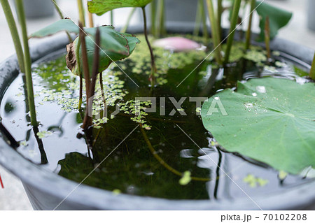 ハスの根本 70102208