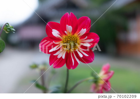 赤色のダリア　コラレット咲き 70102209