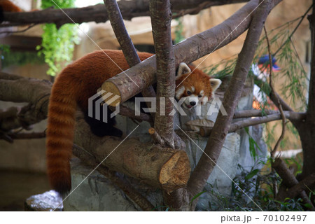 動物 タヌキ 狸 たぬきの写真素材