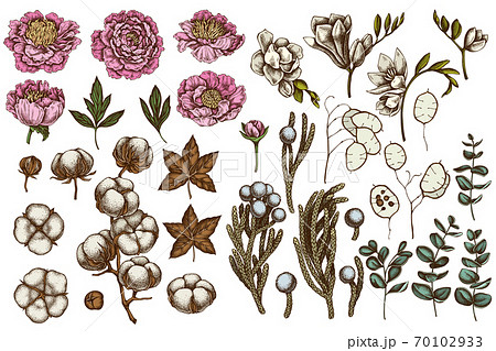 Vector set of hand drawn colored ficus, eucalyptus, peony, cotton, freesia, brunia Vector set of hand drawn colored ficus, eucalyptus, peony, cotton, freesia, brunia 70102933