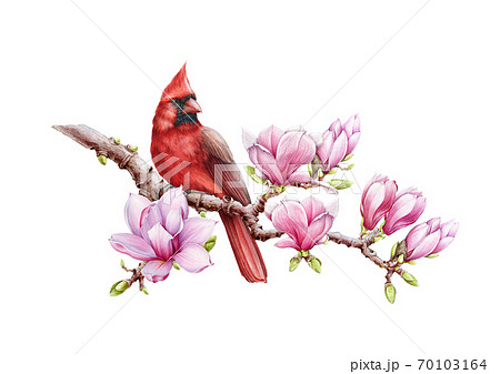 Red Cardinal Bird With Magnolia Flowers Image のイラスト素材