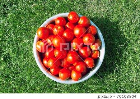 Delicious and healthy fresh aromatic vegetables from the garden, organic vegetarian raw materials. Lots of red, freshly picked tomatoes lie in an aluminum bowl in the grass. 70103804