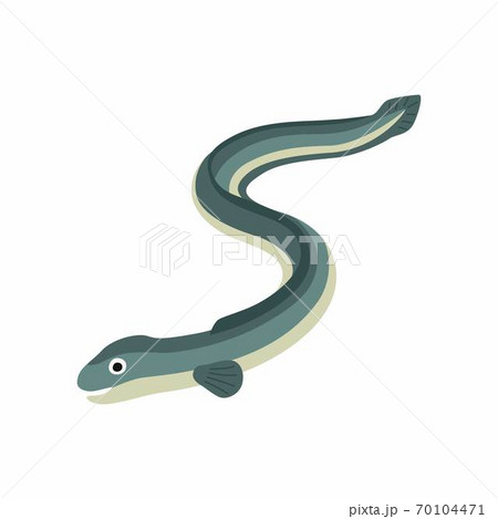 Eel fish. Vector illustration isolated on white background. 70104471