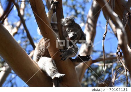 コアラ（カンガルー島、オーストラリア） 70105181