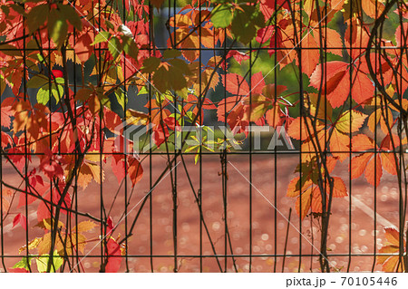 Autumn colorful creeper virginia, bright foliage, picturesque shades. Fall season, natural background Autumn colorful creeper virginia, bright foliage, picturesque shades. Fall season, natural background 70105446