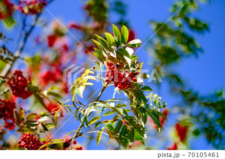 七竈 七竈 70105461