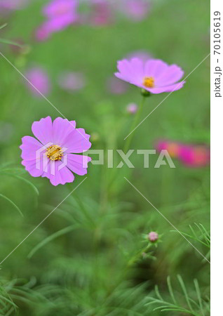 薄紅のコスモス一輪二輪三輪・・・ 薄紅のコスモス一輪二輪三輪・・・ 70105619