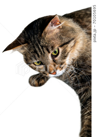 Fluffy, striped cat isolated white background . Cat in a veterinary clinic for pets. Feline health Fluffy, striped cat isolated white background . Cat in a veterinary clinic for pets. Feline health 70105695