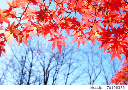 モミジ紅葉 70106326