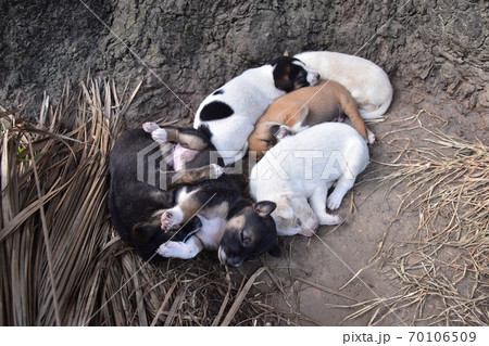 バングラデシュの首都のダッカ 歴史的な建築物のカーゾン・ホール 近くの大樹の下で眠る子犬の群れ バングラデシュの首都のダッカ 歴史的な建築物のカーゾン・ホール 近くの大樹の下で眠る子犬の群れ 70106509