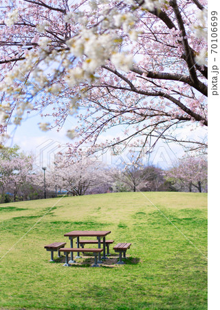 桜に囲まれた芝公園のテーブルベンチ【4月】 70106699