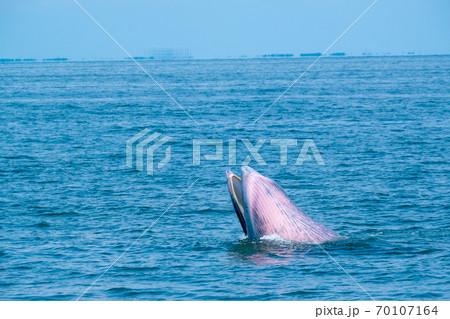 Blueda whale leap or ramp from sea water surface during eat small fish 70107164