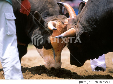 徳之島の闘牛大会 70107591