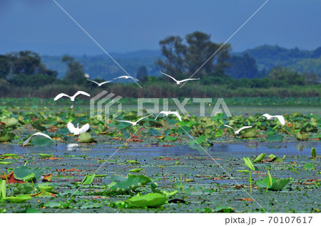 宮城県　伊豆沼のハスと白鷺の群れ 70107617