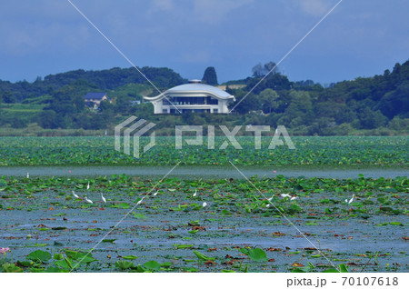 宮城県　伊豆沼のハスと白鷺の群れ 70107618