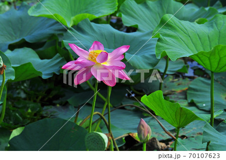 宮城県　伊豆沼のハスの花 70107623