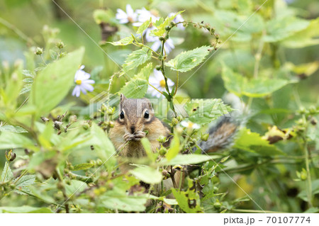 リス シマリス の画像素材 ピクスタ