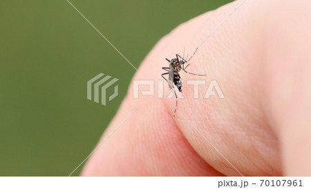 指にとまって血を吸う蚊 70107961