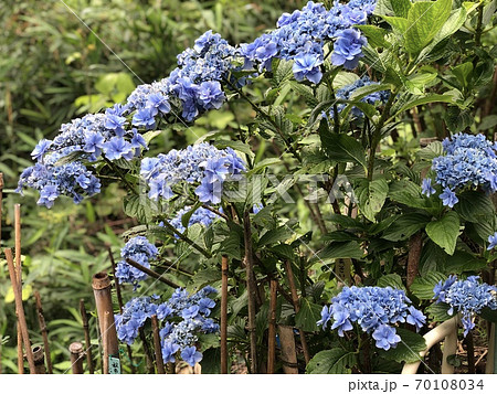 六月の雨上がりの紫陽花の写真素材