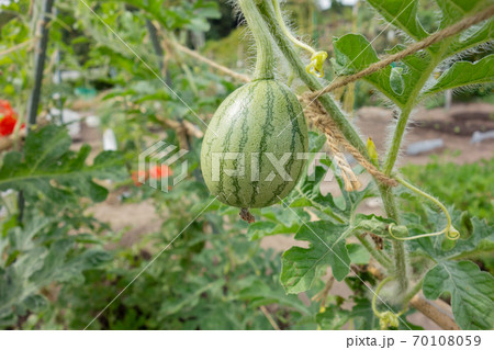 家庭菜園におけるスイカの栽培の写真素材