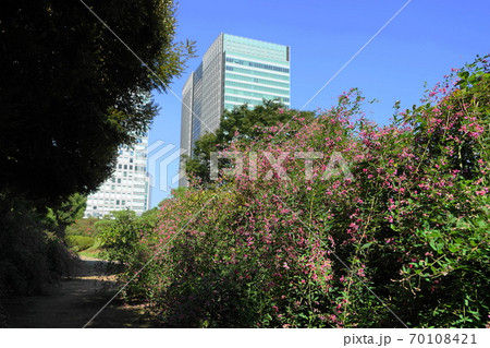 10月 港区384ハギ(萩)・マメ科・旧芝離宮恩賜庭園 10月 港区384ハギ(萩)・マメ科・旧芝離宮恩賜庭園 70108421