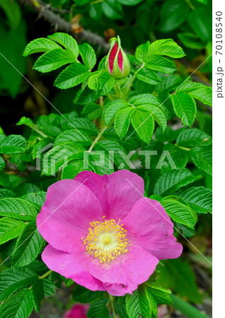 北海道　サロベツ原生花園のハマナスの花と蕾 70108540