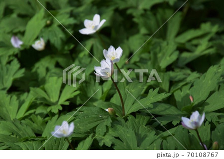 ニリンソウ 二輪草 の花の写真素材