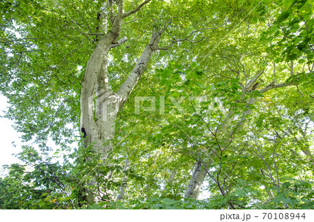 駒の王子登拝路にそびえるブナ 鳥海山 秋田県 駒の王子登拝路にそびえるブナ 鳥海山 秋田県 70108944