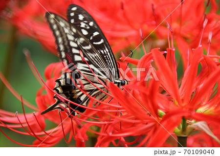 秋のイメージ（彼岸花とアゲハ蝶） 70109040