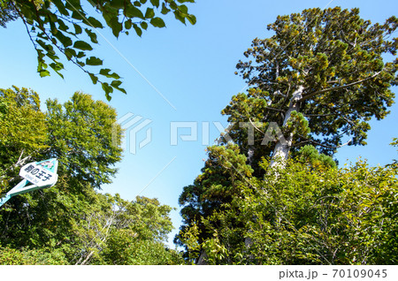 駒の王子の杉巨木　鳥海山　秋田県 70109045