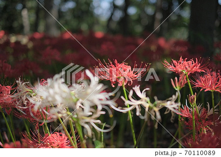 日本の秋 彼岸花 曼珠沙華 お花 植物 お彼岸 赤 綺麗 秋分の日 9月 夏見緑地 70110089
