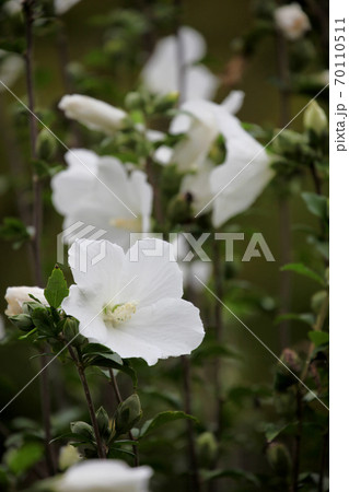 ムクゲの花 70110511