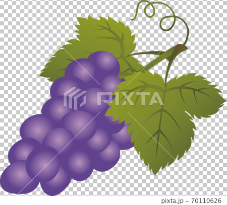 秋 果物 ぶどう 巨峰 イラスト素材のイラスト素材