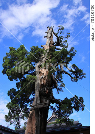 善光寺 御神木 長野県長野市 善光寺 御神木 長野県長野市 70110700
